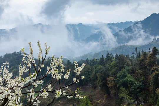 烟雨茶山自然风光