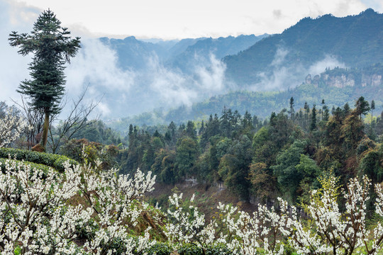 烟雨茶山自然风光