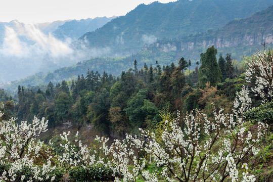 烟雨茶山自然风光