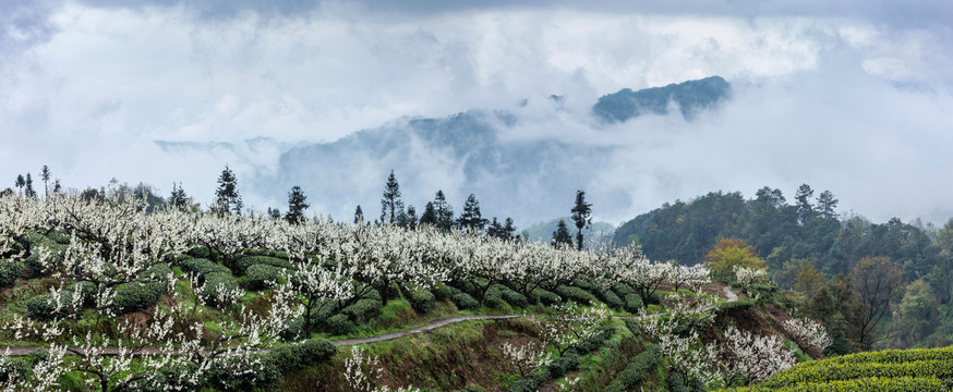 烟雨茶山与李花自然风光