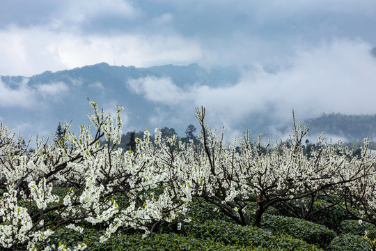 烟雨茶山自然风光