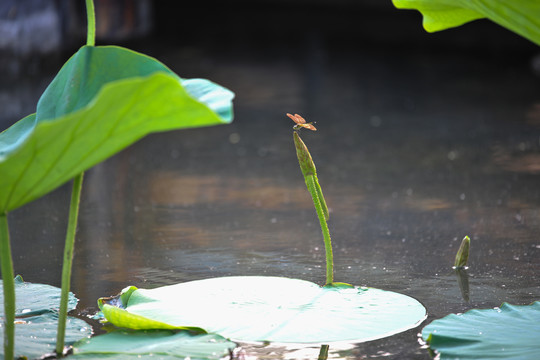 蜻蜓荷尖荷塘池塘