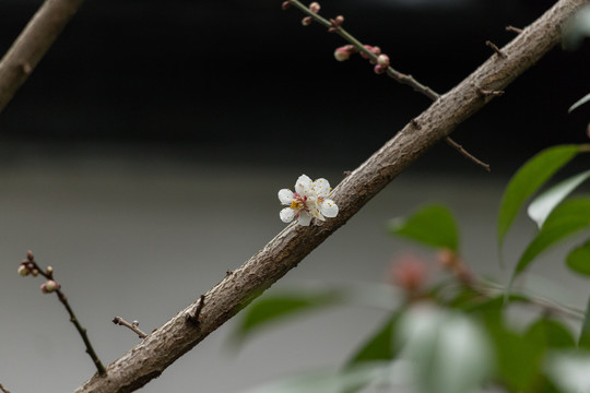 梅花綻放