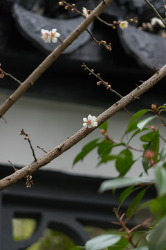 屋檐下的梅花