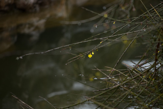 一支小黄花