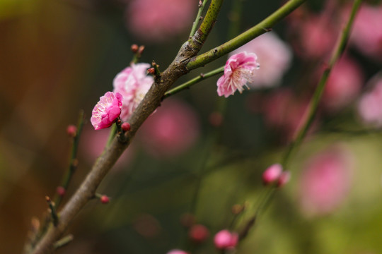 梅花盛开