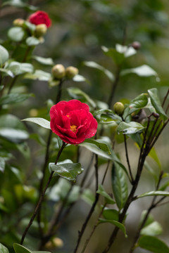 山茶花