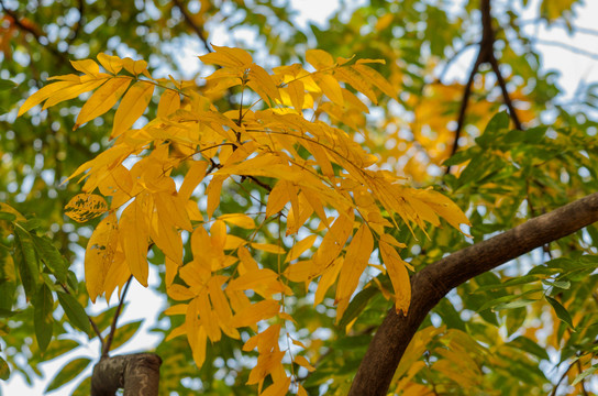 金黄色树叶