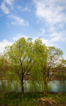 风景