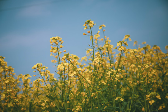 油菜花