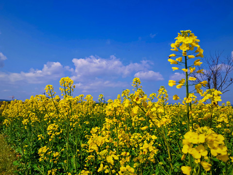 油菜花