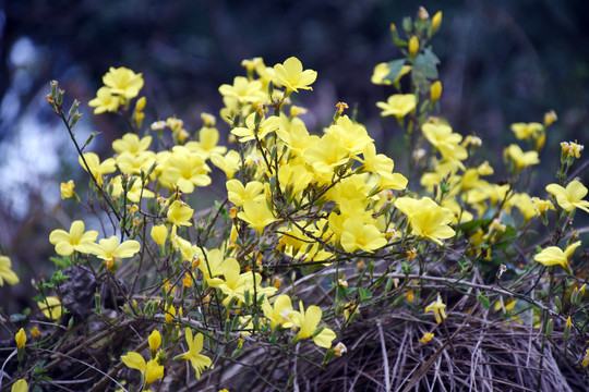 迎春花