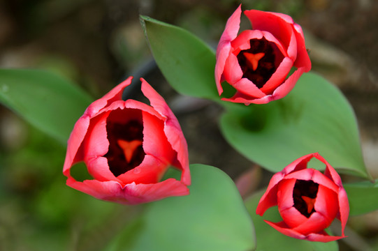 红色郁金香花朵及