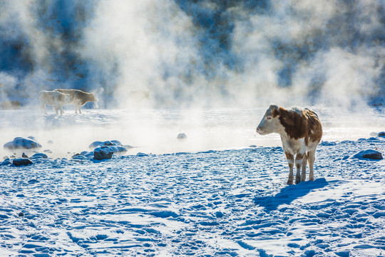 冬季河边雪地一头牛