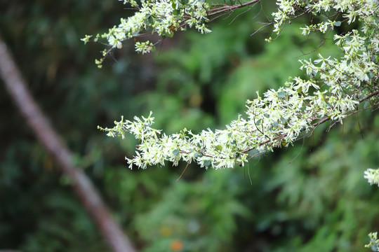 迎春花