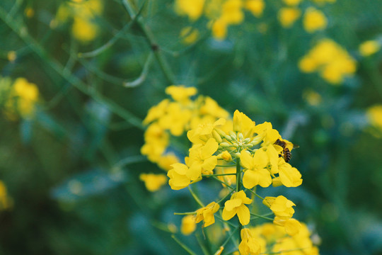 油菜花