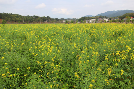 油菜花