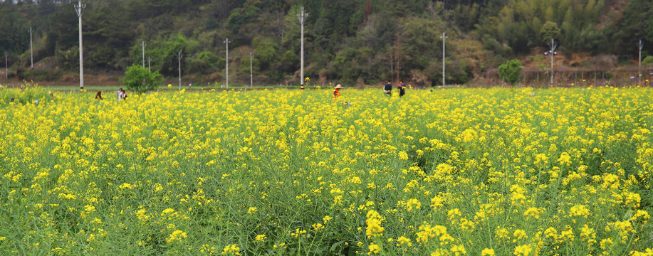 油菜花