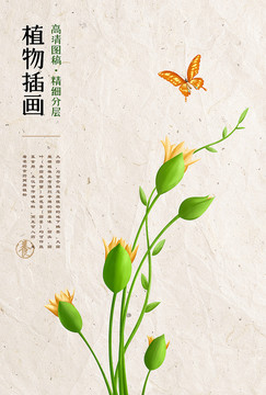 草本植物蝴蝶插畫