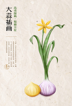 大蒜紫皮獨頭蒜