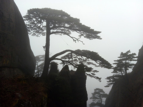 黄山迎客松