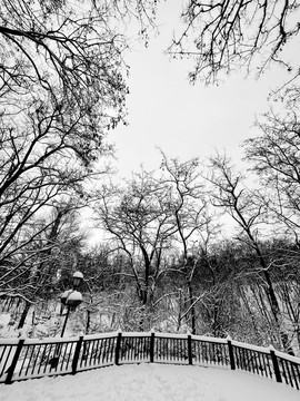 雪樹