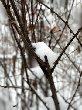 雪枝