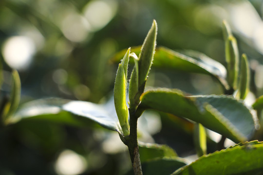 阳光下的茶芽