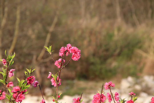 桃花