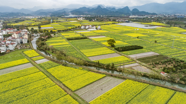 油菜花