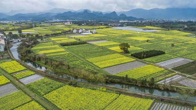 黄色花海