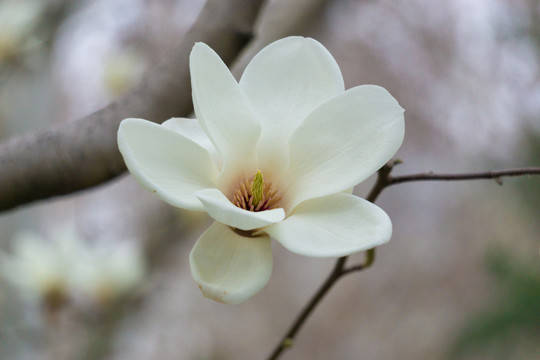 玉兰花开