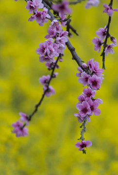 梅花