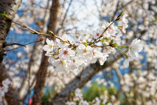 樱花