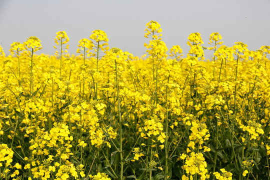 油菜花