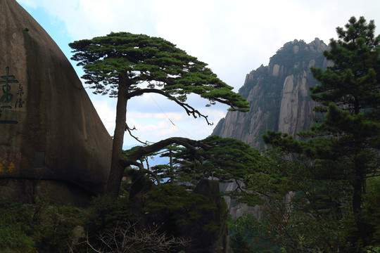 黄山迎客松