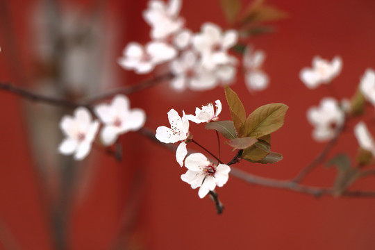 花背景