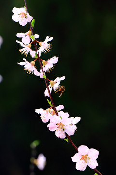 花背景