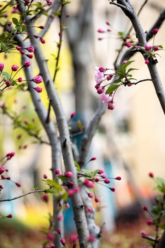 三月里的垂丝海棠盛开