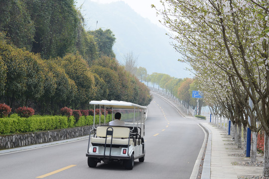 樱花大道