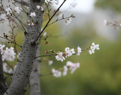 樱花