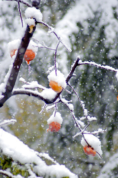 红柿白雪