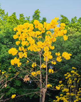 黄花风铃木绽放