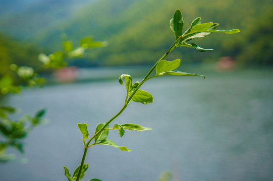 茶树