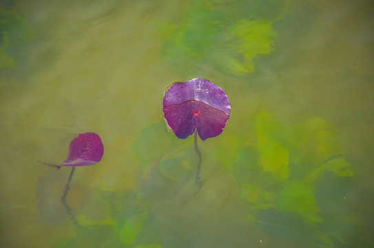 莲花