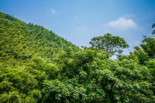 南山竹海