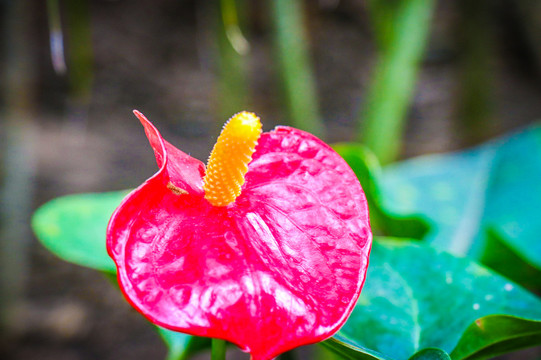 花烛花烛