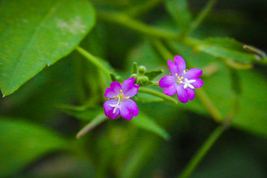 柳叶菜