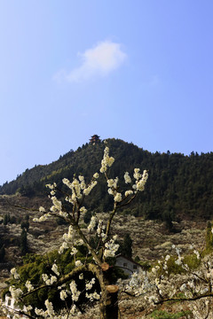 印盒李花