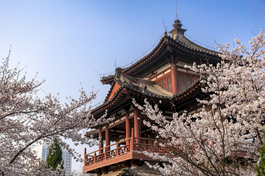 青龙寺盛开的樱花